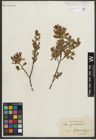 Foto von Salix myrtilloides L.
